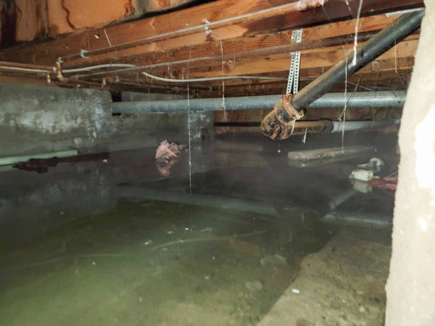 Best Water damage restoration mold remediation  in Owensville, MO